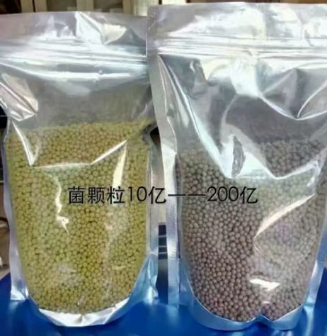 點(diǎn)擊查看詳細(xì)信息<br>標(biāo)題：枯草芽孢桿菌菌劑顆粒 閱讀次數(shù)：3751