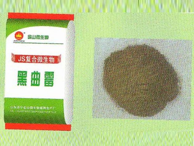 點(diǎn)擊查看詳細(xì)信息<br>標(biāo)題：黑曲霉 閱讀次數(shù)：2431