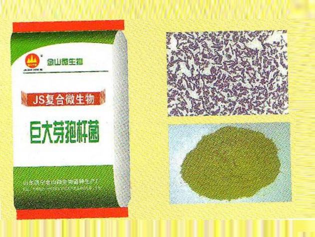 點(diǎn)擊查看詳細(xì)信息<br>標(biāo)題：巨大芽孢桿菌 閱讀次數(shù)：2321